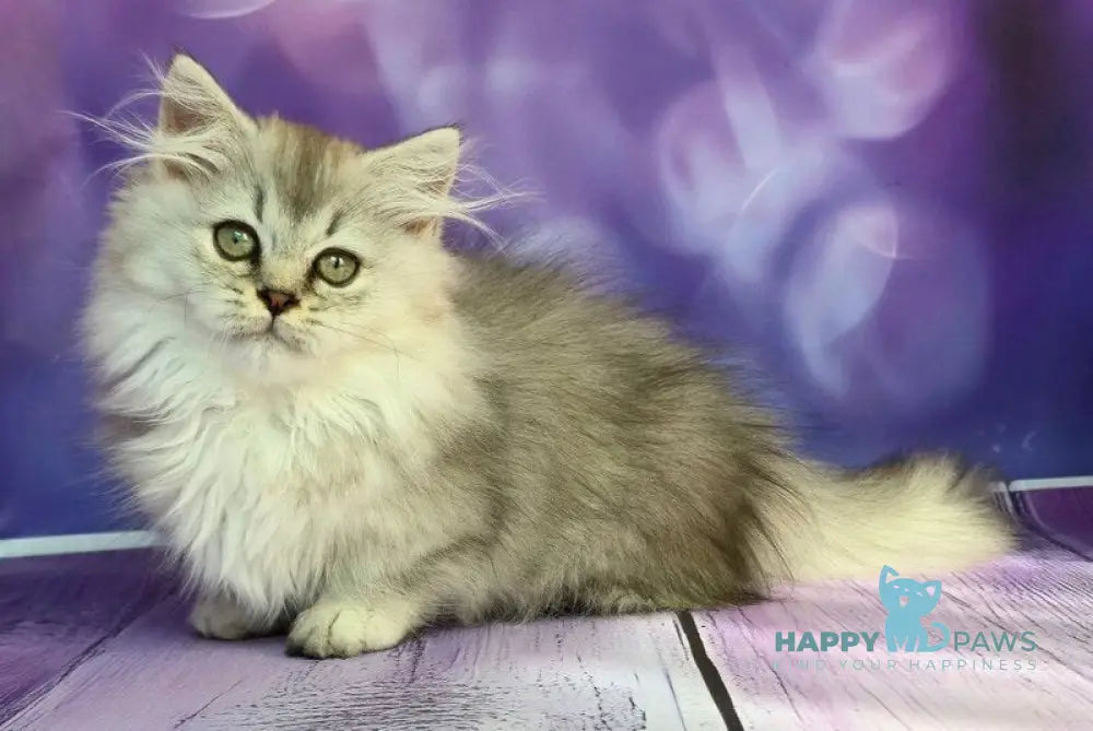 Zafira Munchkin female black silver ticked tabby live animals