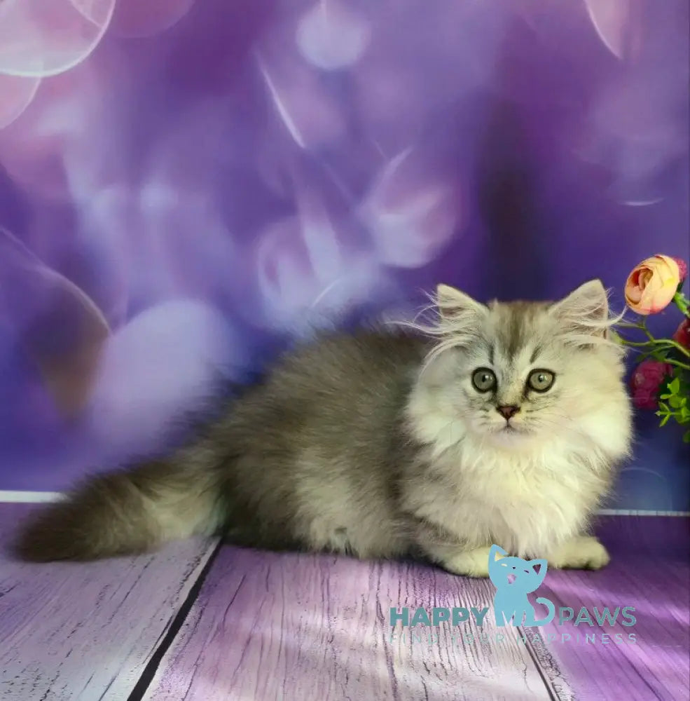 Zafira Munchkin female black silver ticked tabby live animals