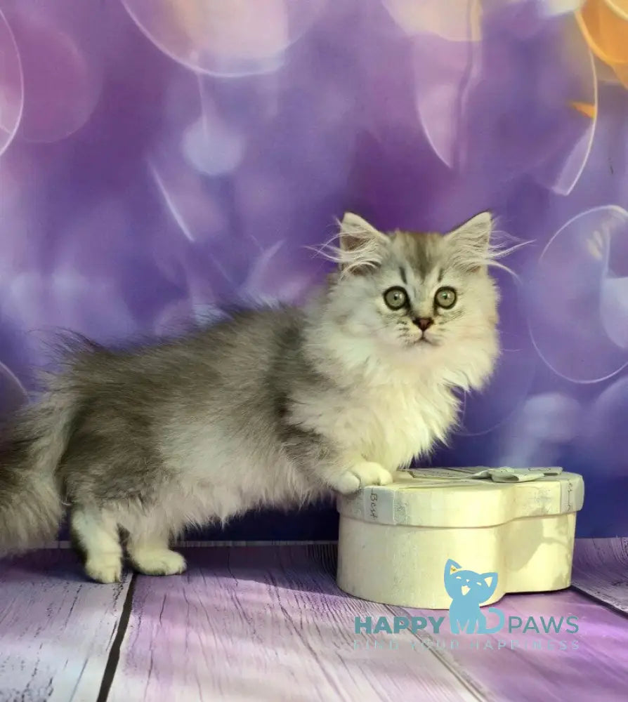 Zafira Munchkin female black silver ticked tabby live animals