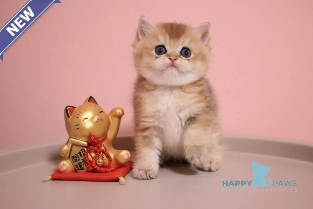 Zahar British Shorthair male chocolate golden shaded live animals