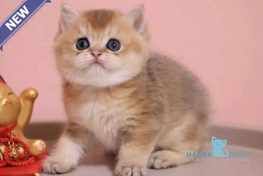 Zahar British Shorthair male chocolate golden shaded live animals