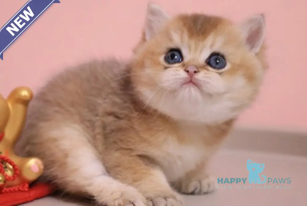 Zahar British Shorthair male chocolate golden shaded live animals