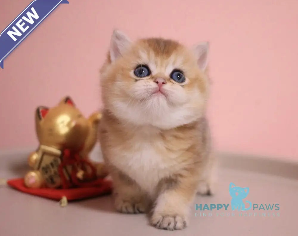 Zahar British Shorthair male chocolate golden shaded live animals
