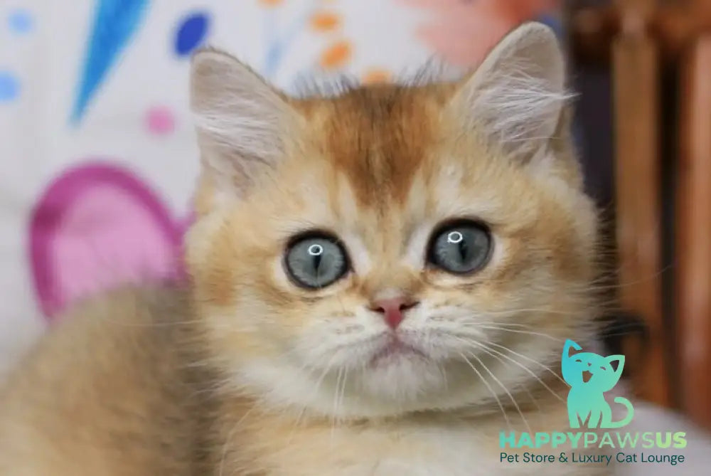 Zahar British Shorthair male chocolate golden shaded live animals