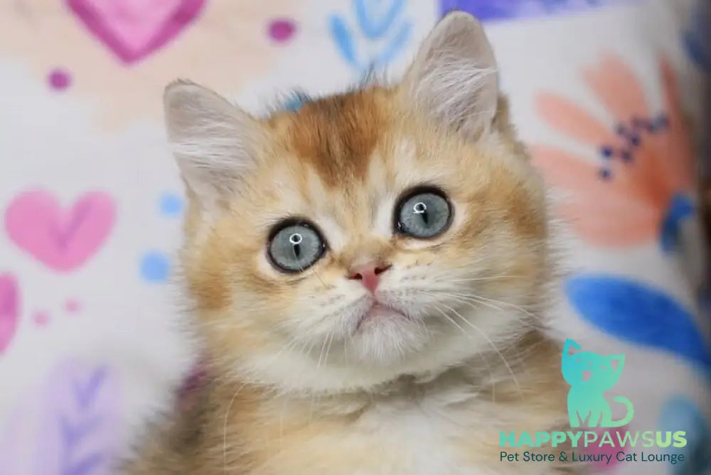 Zahar British Shorthair male chocolate golden shaded live animals