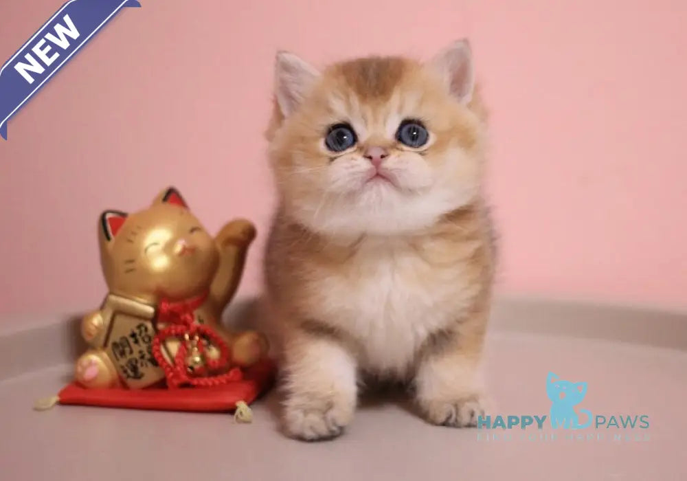 Zahar British Shorthair male chocolate golden shaded live animals