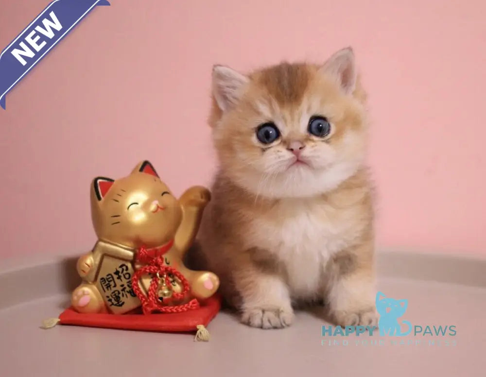 Zahar British Shorthair male chocolate golden shaded live animals
