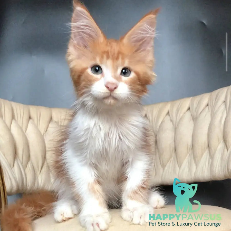 Zahar Maine Coon male red tabby bicolour - live animals
