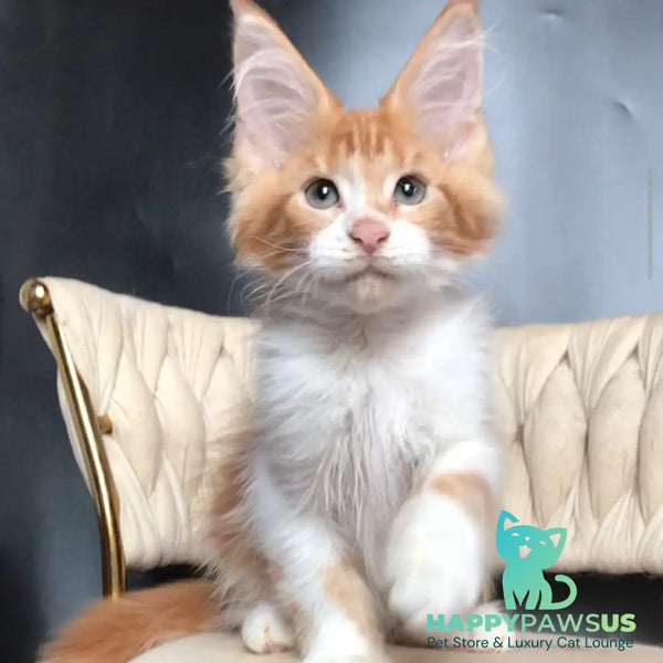 Zahar Maine Coon male red tabby bicolour - live animals