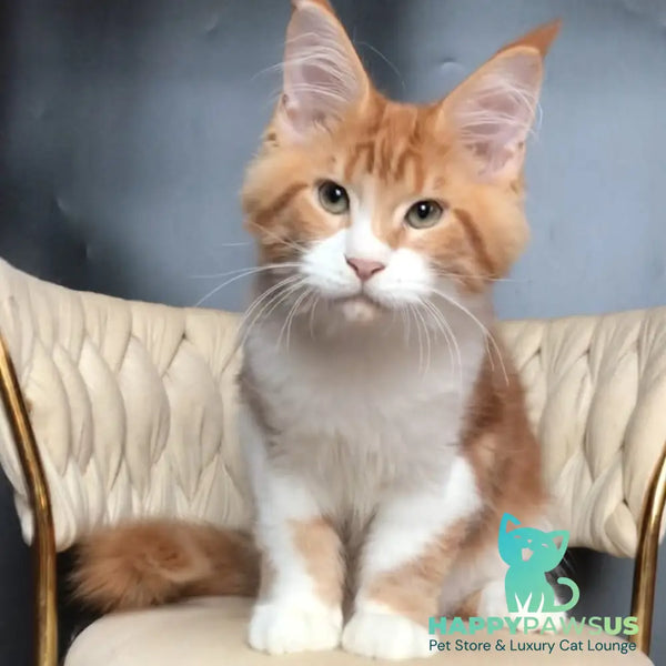 Zahar Maine Coon male red tabby bicolour - live animals