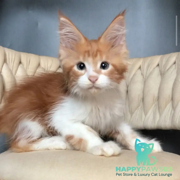 Zahar Maine Coon male red tabby bicolour - live animals
