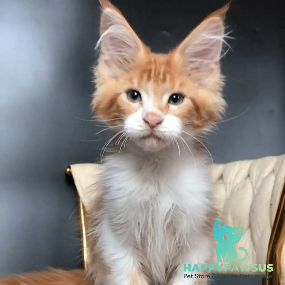 Zahar Maine Coon male red tabby bicolour - live animals