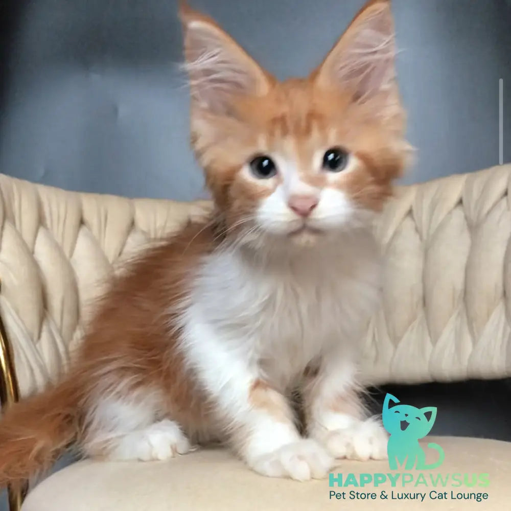 Zahar Maine Coon male red tabby bicolour - live animals
