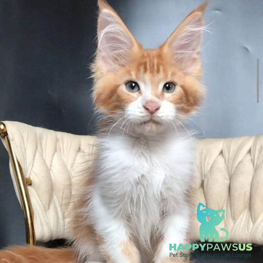 Zahar Maine Coon male red tabby bicolour - live animals