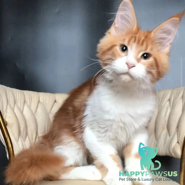 Zahar Maine Coon male red tabby bicolour - live animals