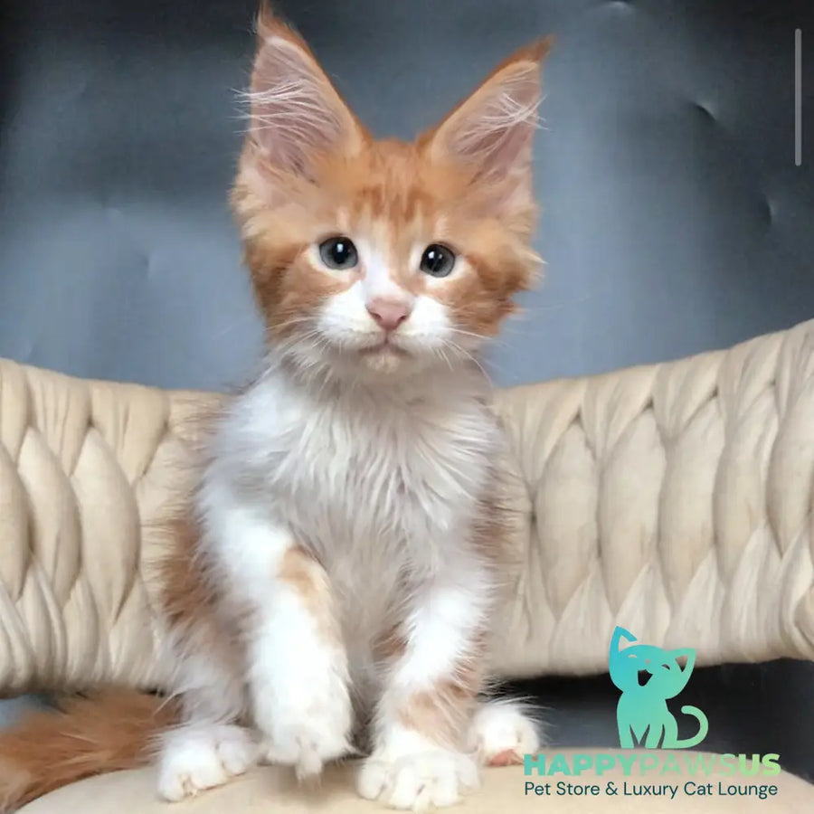 Zahar Maine Coon male red tabby bicolour - live animals