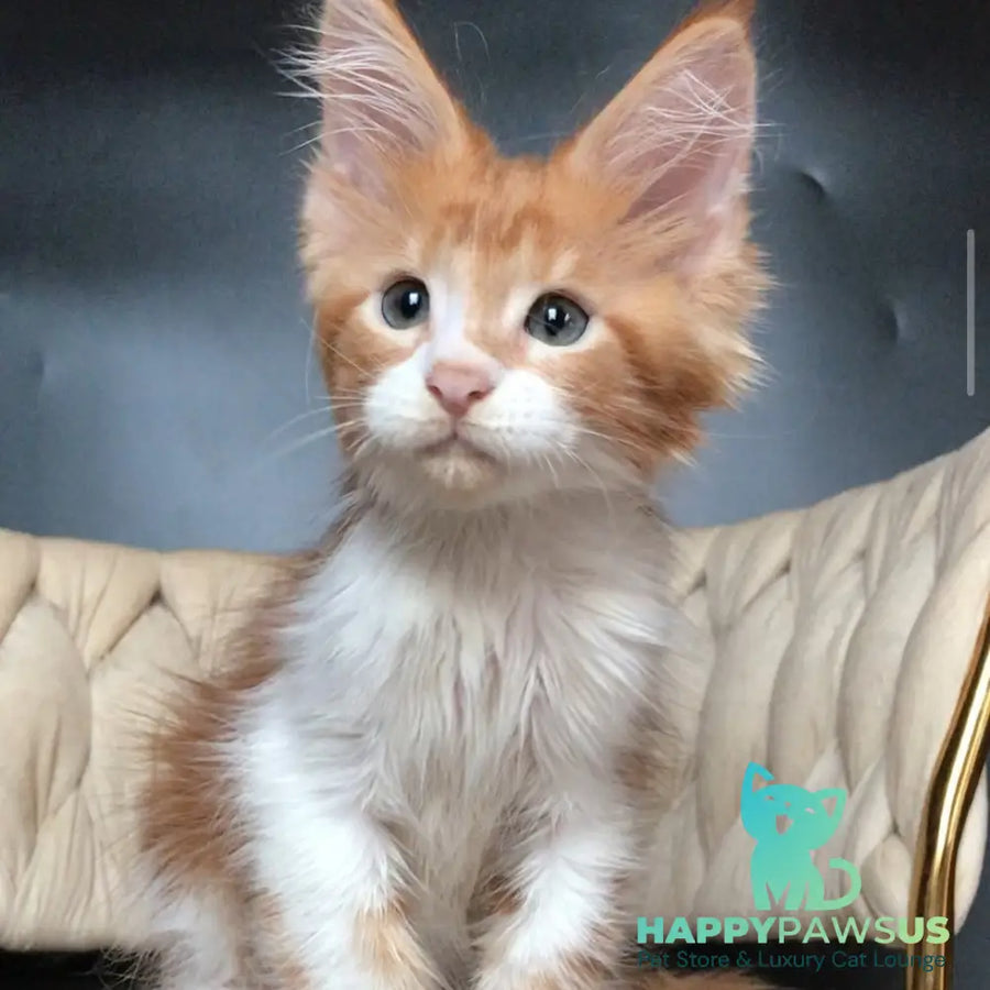 Zahar Maine Coon male red tabby bicolour - live animals