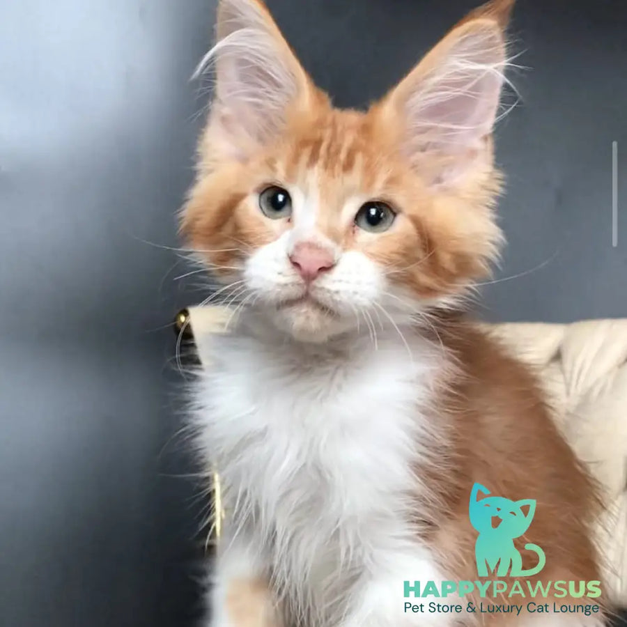 Zahar Maine Coon male red tabby bicolour - live animals