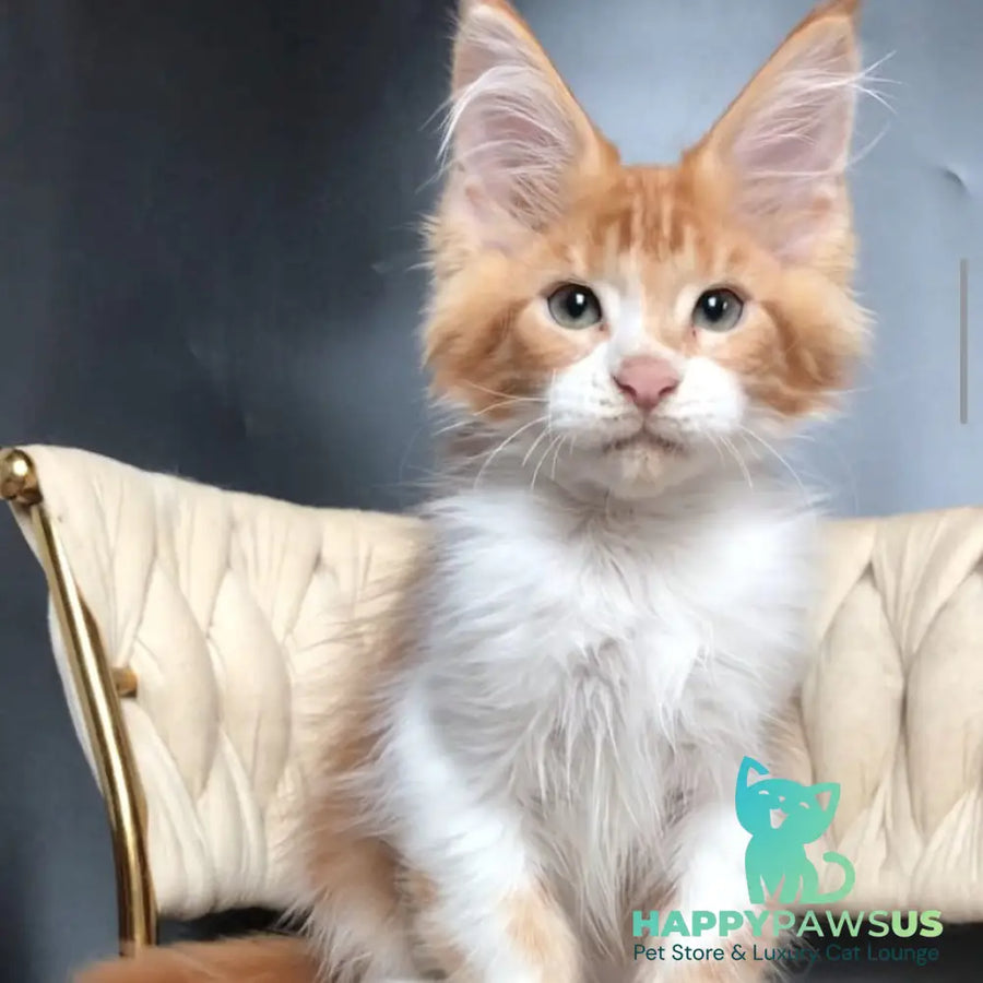 Zahar Maine Coon male red tabby bicolour - live animals