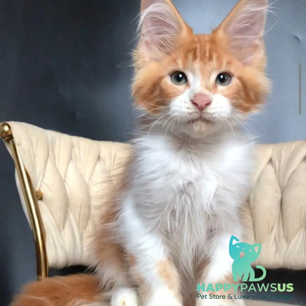 Zahar Maine Coon male red tabby bicolour - live animals