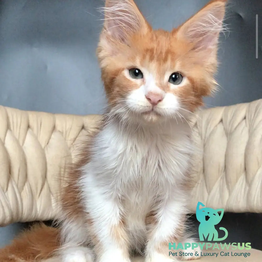 Zahar Maine Coon male red tabby bicolour - live animals
