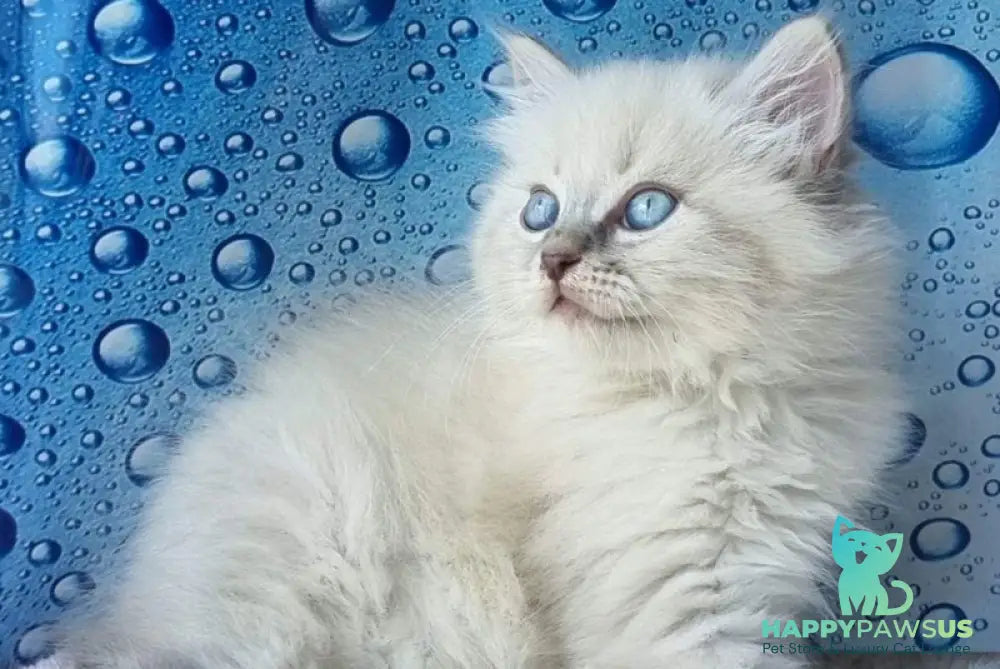 Zahar Siberian male blue tabby pointed - live animals