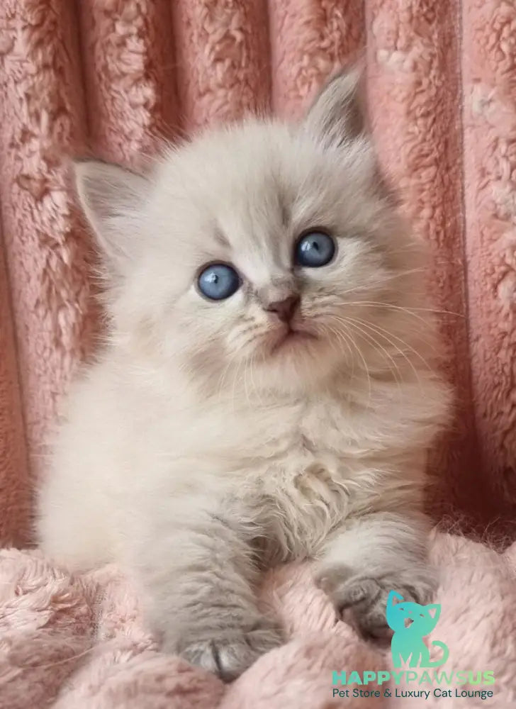 Zahar Siberian male blue tabby pointed - live animals