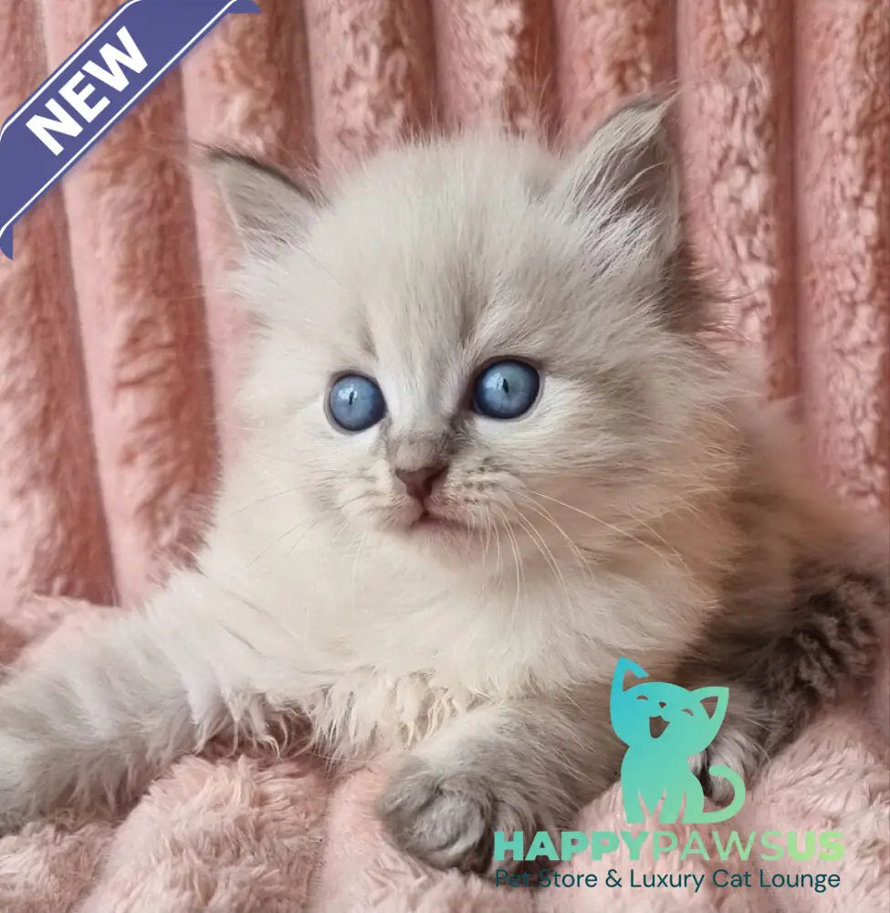 Zahar Siberian male blue tabby pointed - live animals