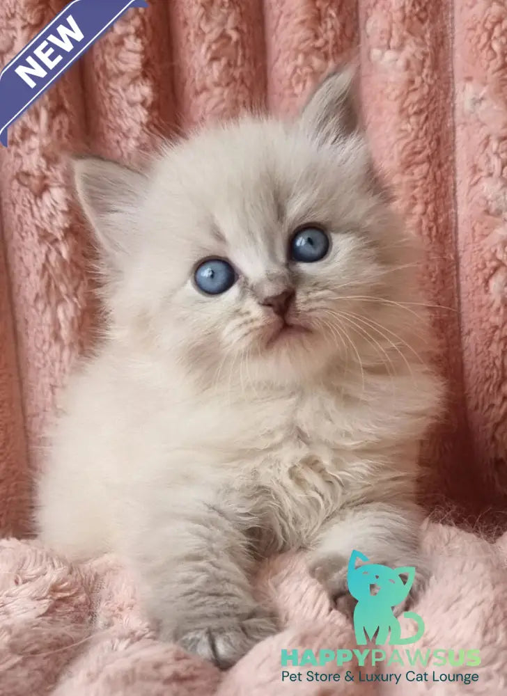 Zahar Siberian male blue tabby pointed - live animals