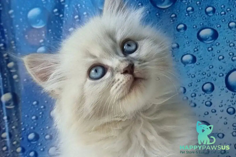 Zahar Siberian male blue tabby pointed - live animals