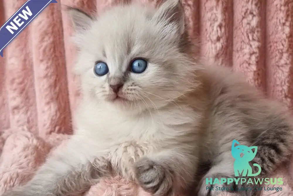 Zahar Siberian male blue tabby pointed - live animals