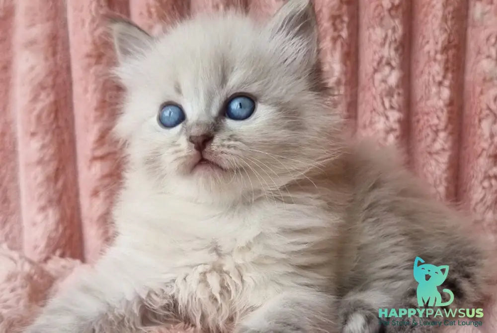 Zahar Siberian male blue tabby pointed - live animals