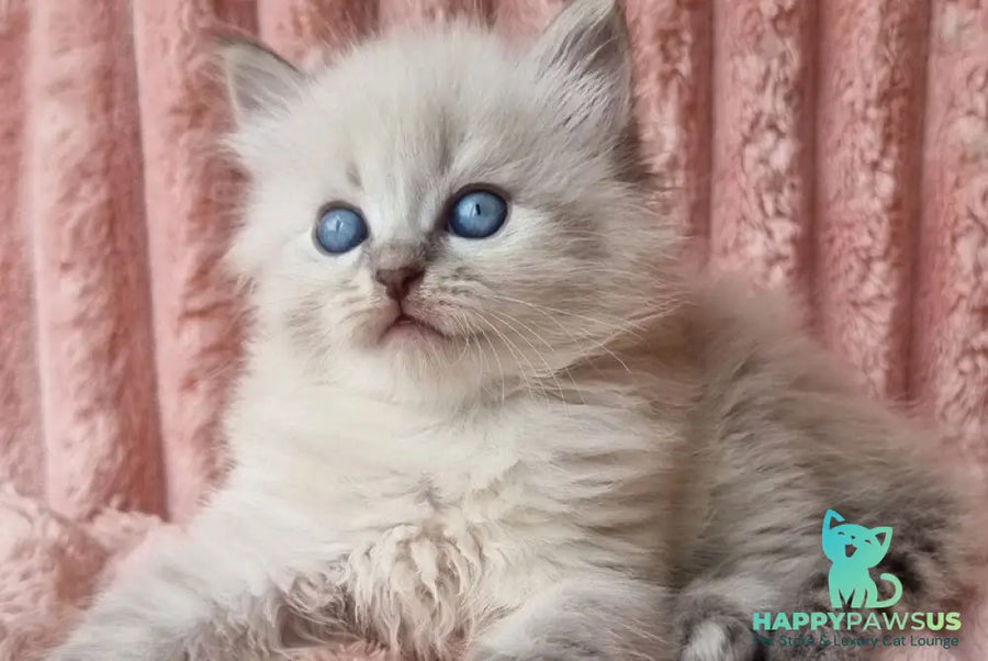 Zahar Siberian male blue tabby pointed - live animals