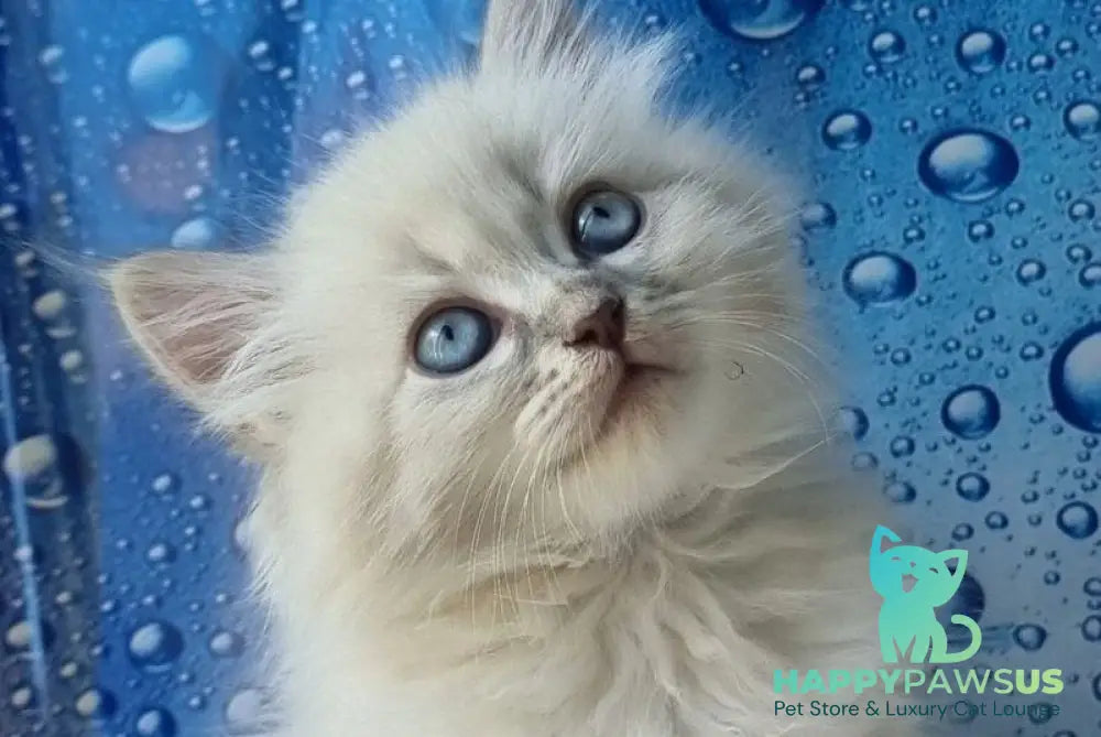 Zahar Siberian male blue tabby pointed - live animals