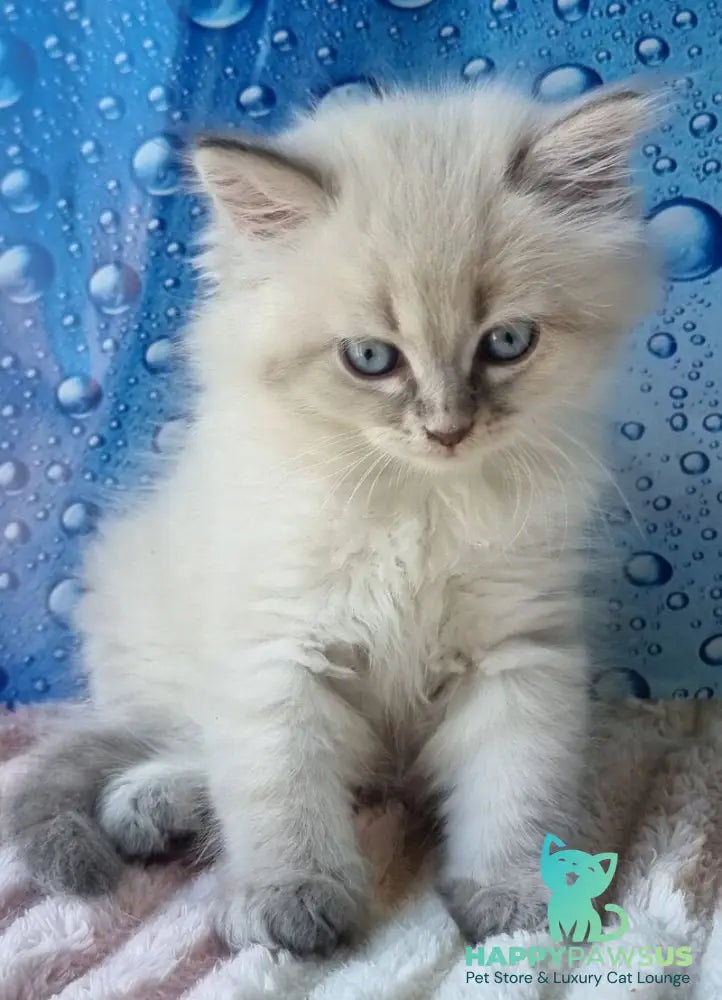 Zahar Siberian male blue tabby pointed - live animals
