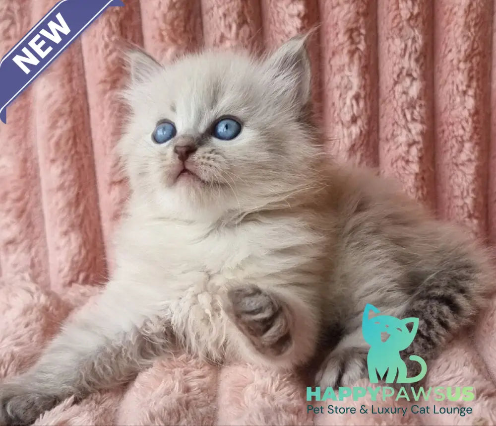 Zahar Siberian male blue tabby pointed - live animals