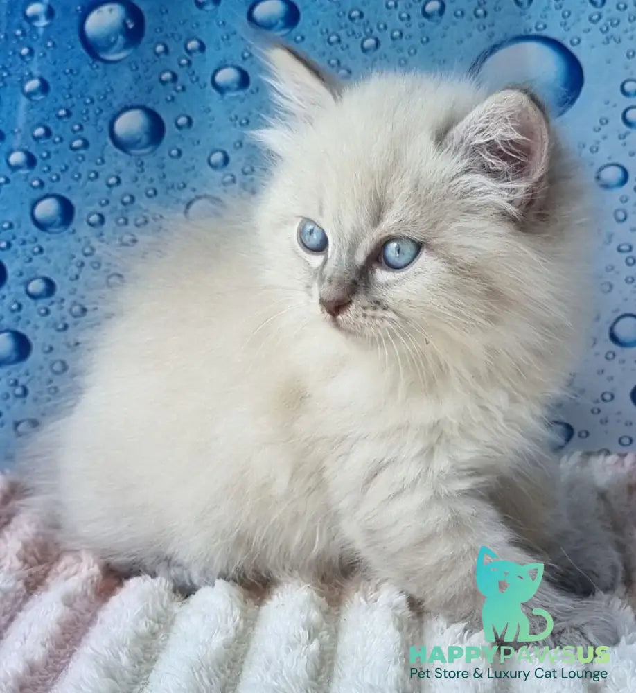 Zahar Siberian male blue tabby pointed - live animals