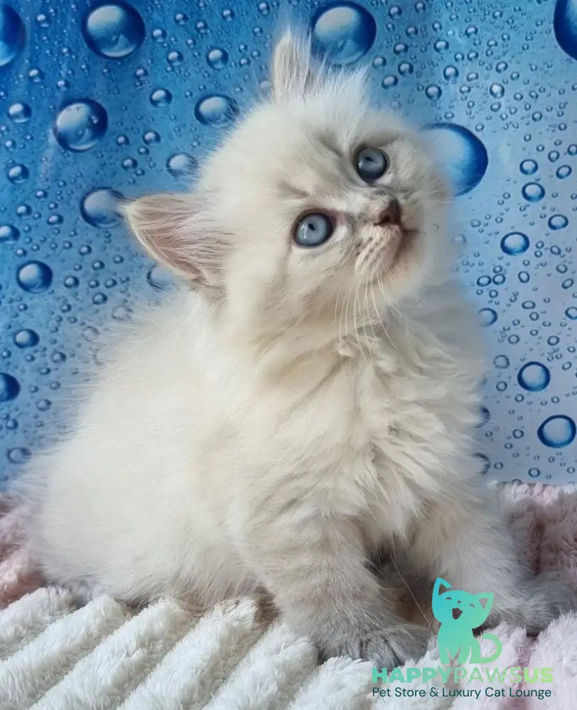 Zahar Siberian male blue tabby pointed - live animals