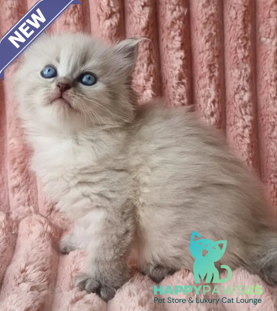 Zahar Siberian male blue tabby pointed - live animals