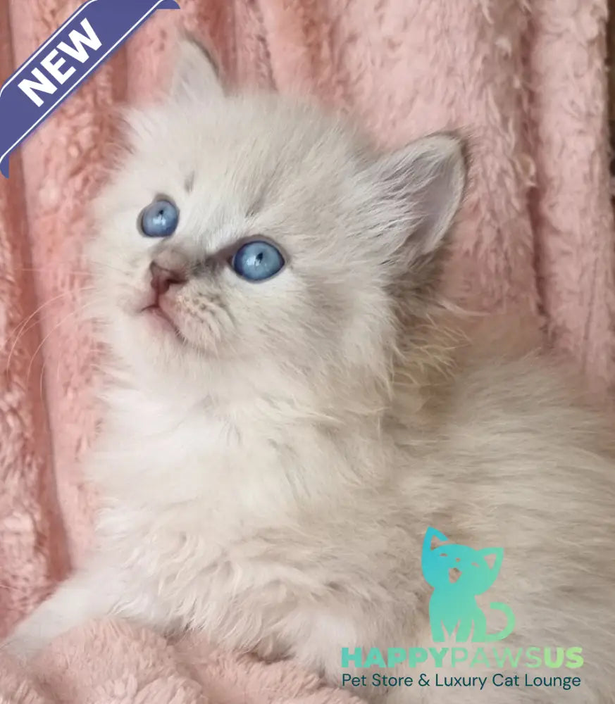 Zahar Siberian male blue tabby pointed - live animals