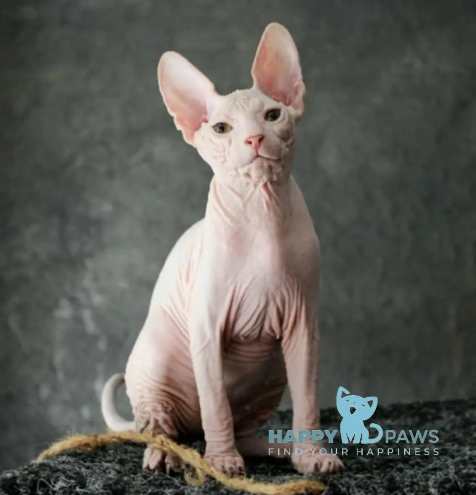 Zahara Donskoy Sphynx female black tortie harlequin tabby live animals