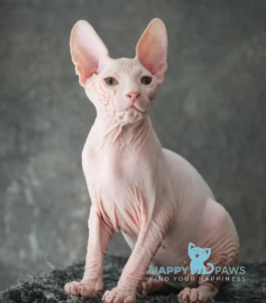 Zahara Donskoy Sphynx female black tortie harlequin tabby live animals