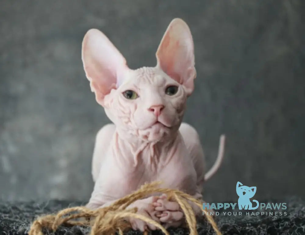 Zahara Donskoy Sphynx female black tortie harlequin tabby live animals