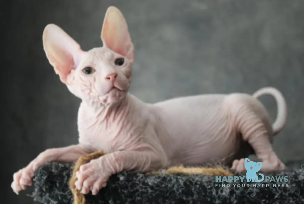 Zahara Donskoy Sphynx female black tortie harlequin tabby live animals