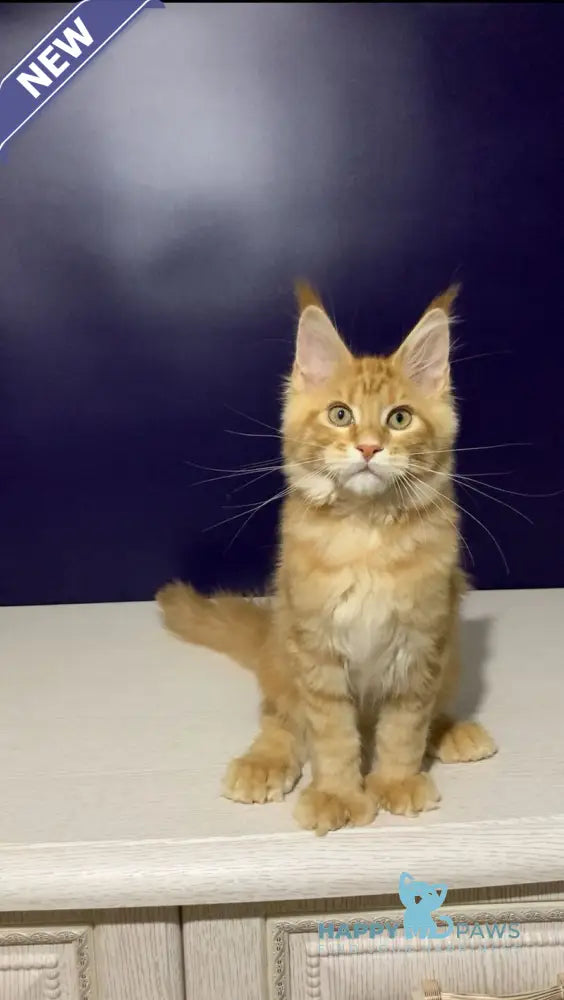 Zahlman Maine Coon polydactyl male red tabby live animals