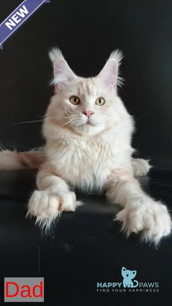 Zahlman Maine Coon polydactyl male red tabby live animals
