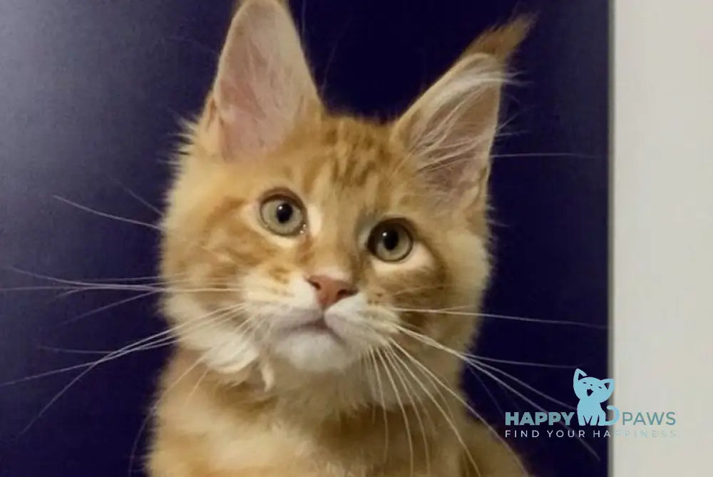 Zahlman Maine Coon polydactyl male red tabby live animals