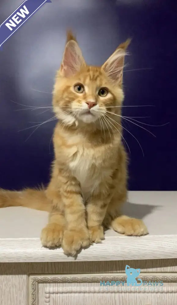 Zahlman Maine Coon polydactyl male red tabby live animals