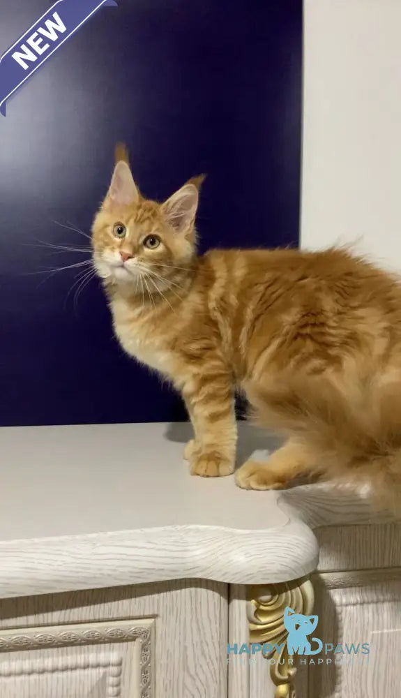 Zahlman Maine Coon polydactyl male red tabby live animals