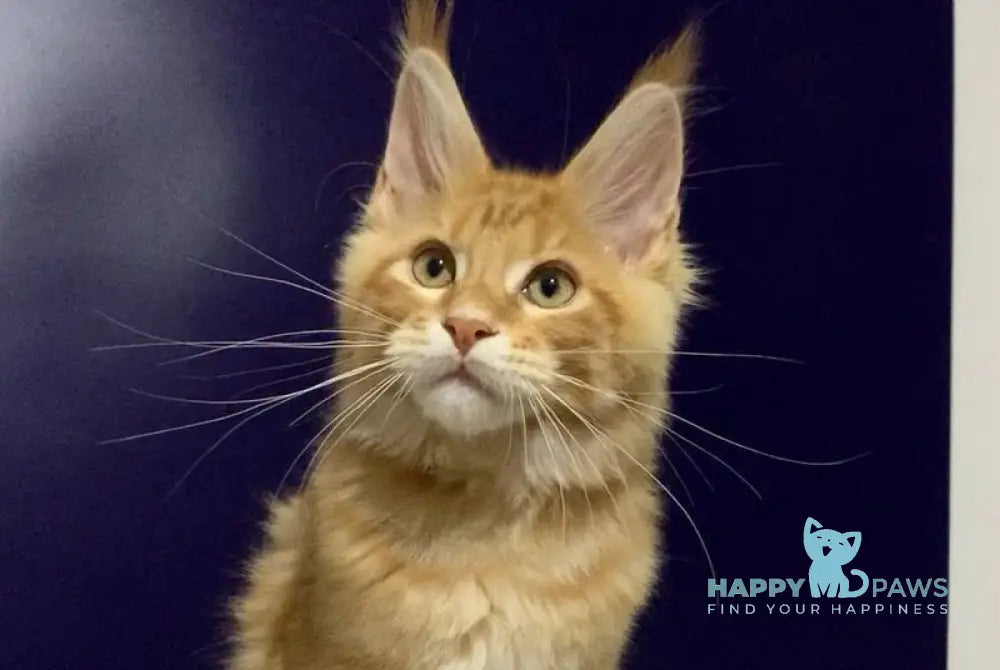 Zahlman Maine Coon polydactyl male red tabby live animals